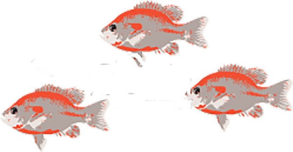 Logo for SeaSalt Restaurant at Ocean Club Hotel