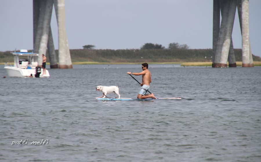 Man paddleboarding with dog in bay with boat in background