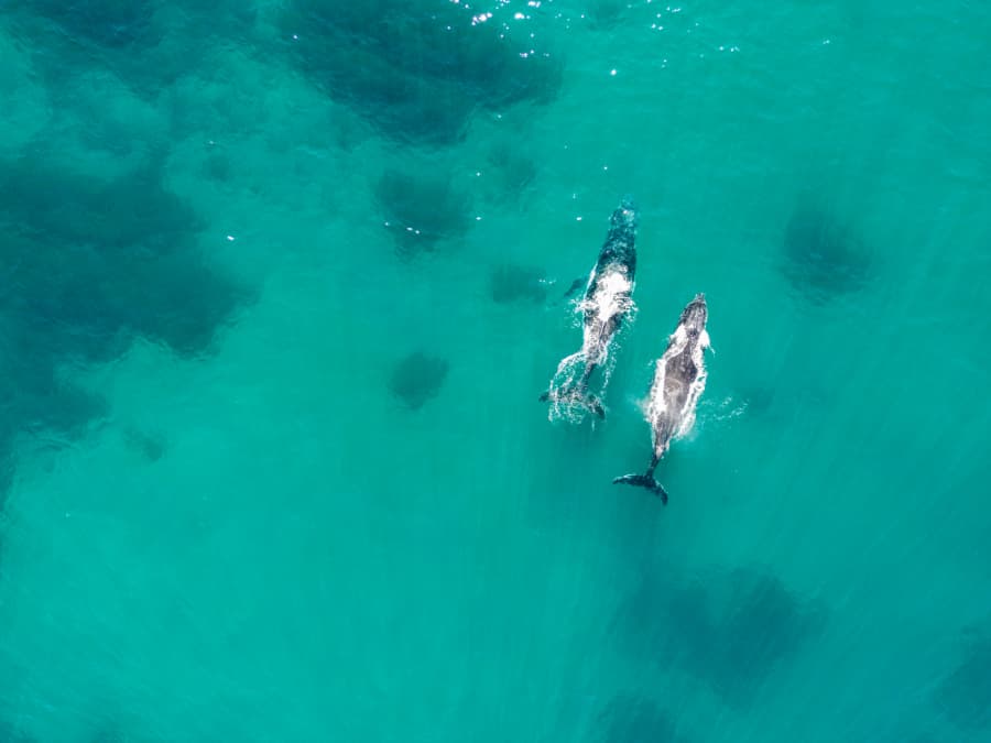 Humpback whales migrating in ocean